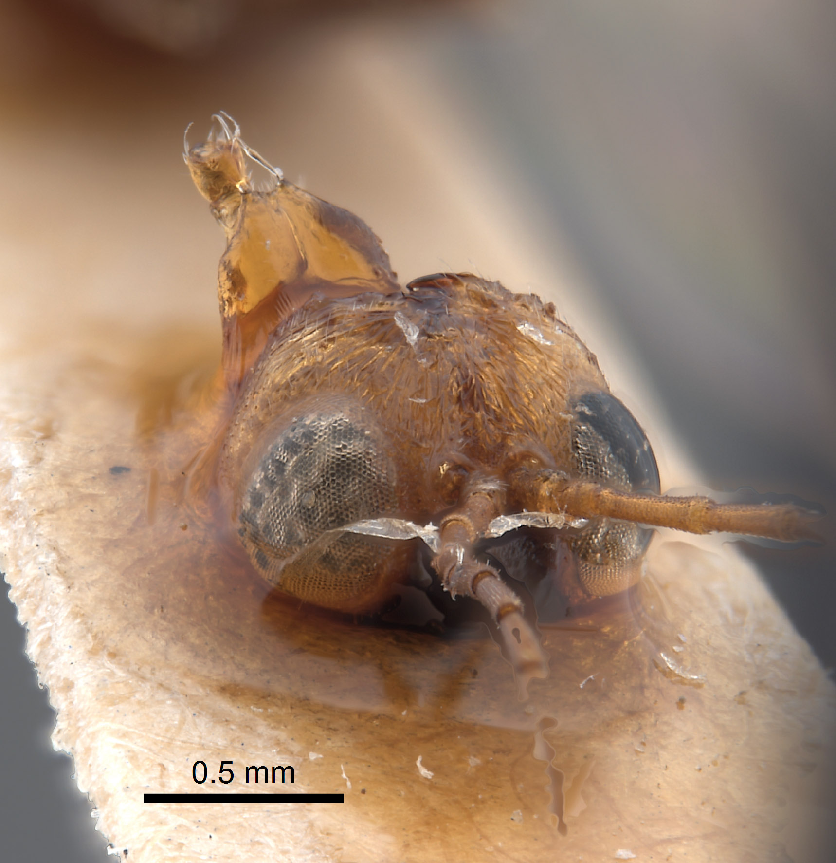 Synergus reniformis image