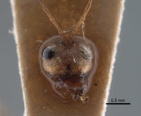 Synergus reniformis image