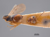 Synergus reniformis image