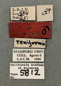 Synergus reniformis image