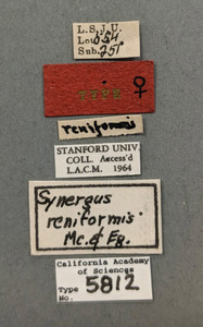 Synergus reniformis image