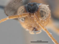 Synergus reniformis image