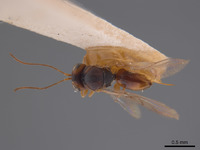 Synergus flavens image