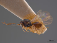 Synergus flavens image