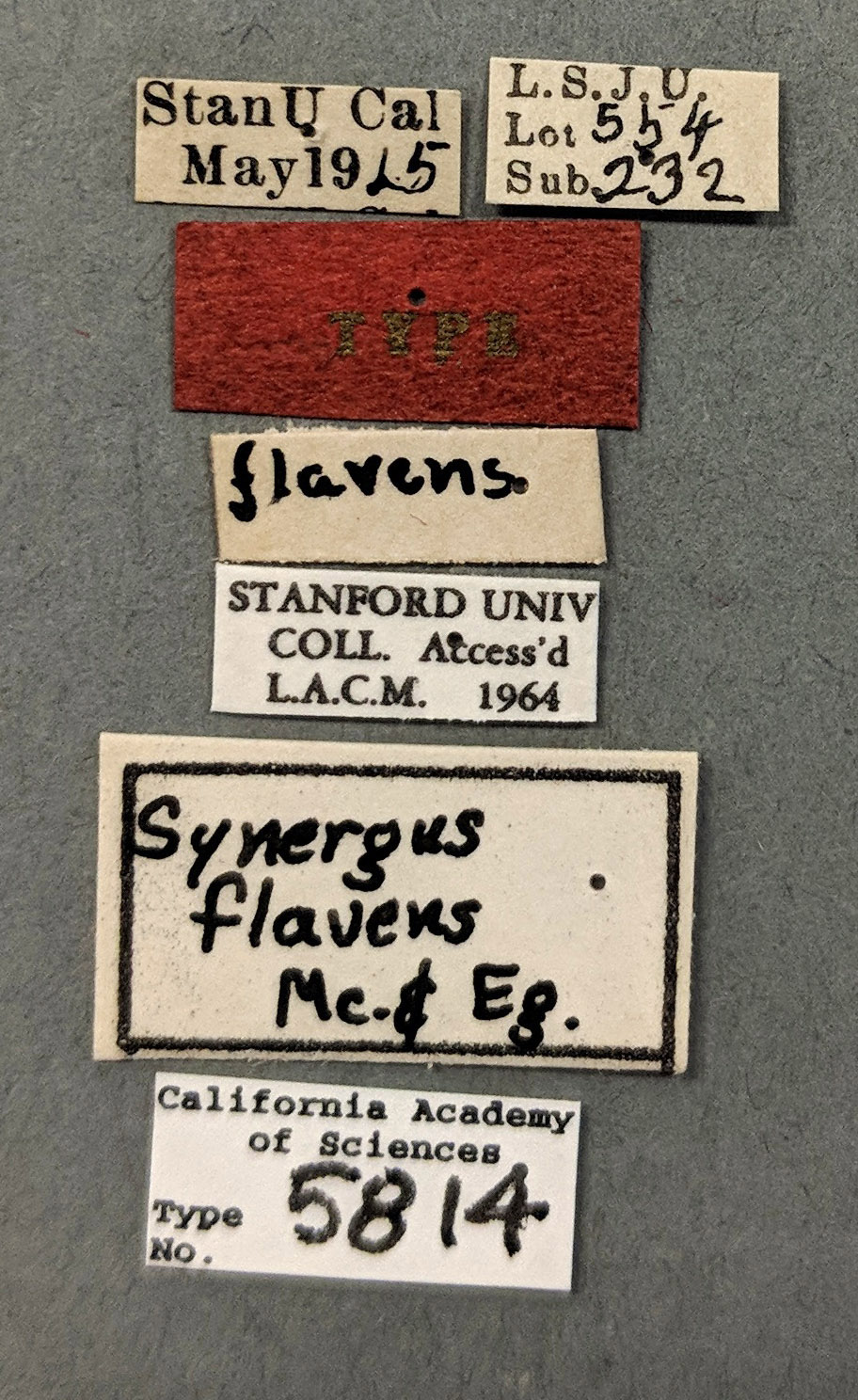 Synergus flavens image