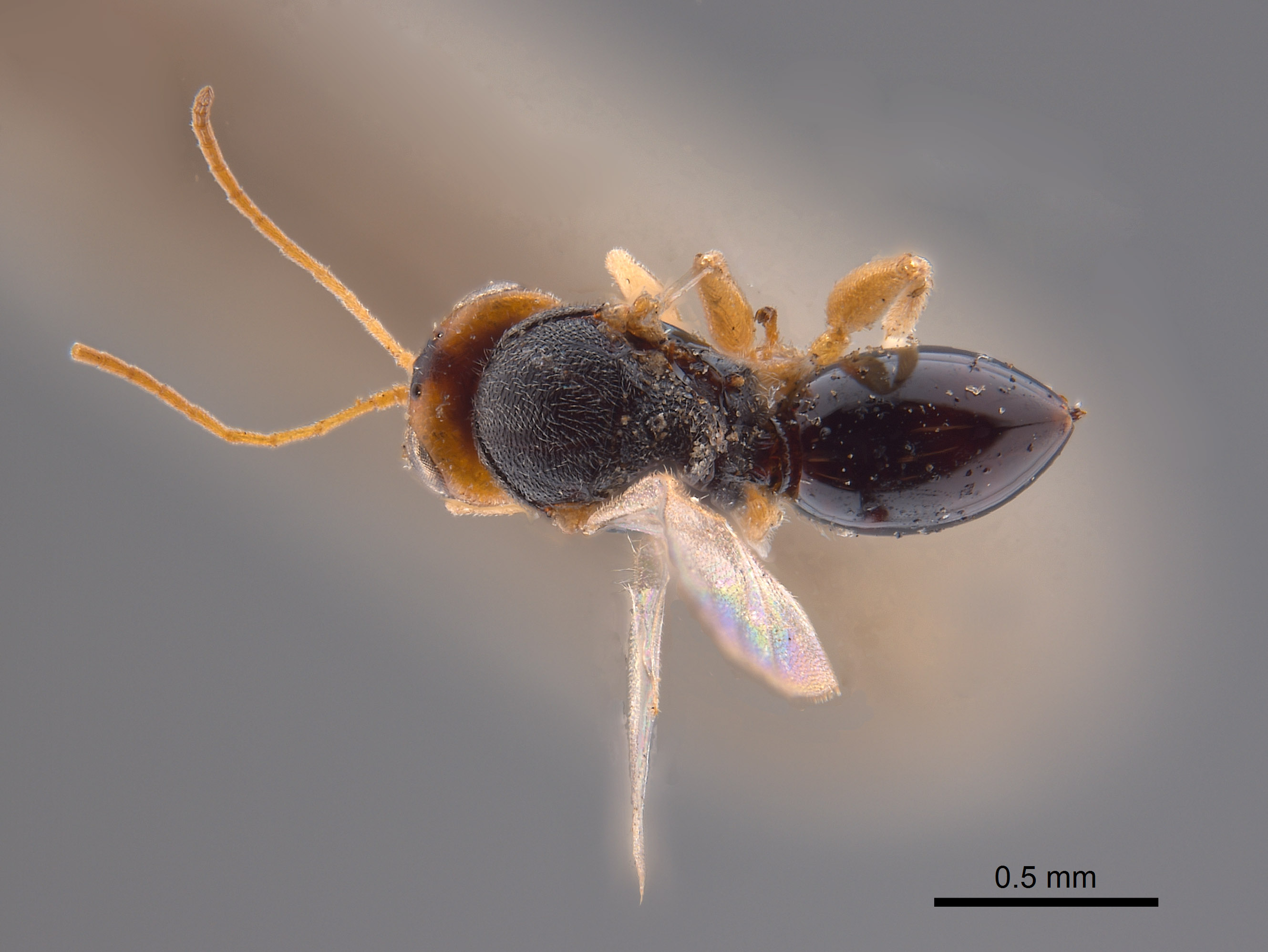 Synergus confertus image