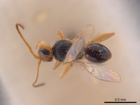 Synergus confertus image