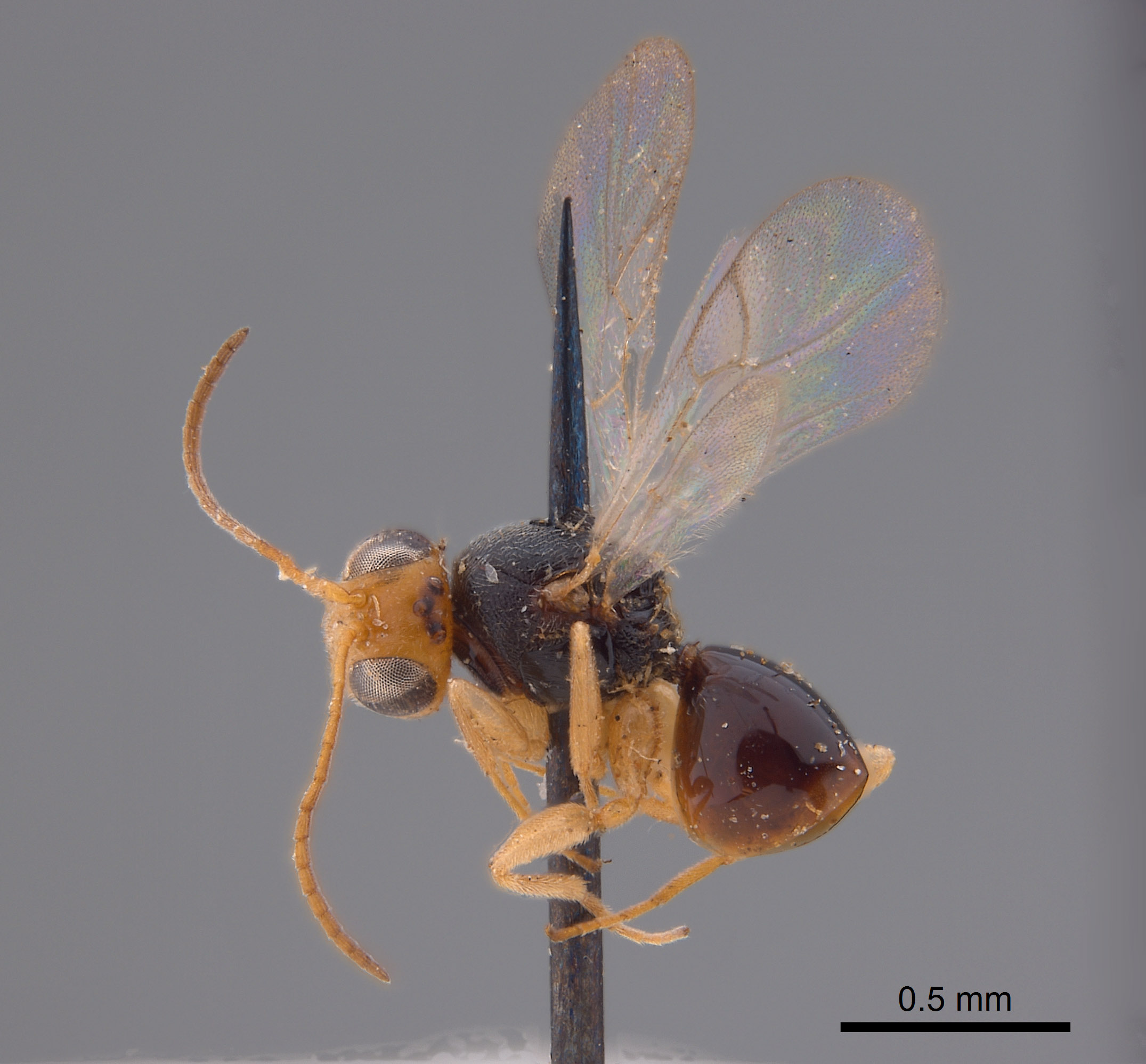 Synergus confertus image