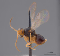 Synergus confertus image