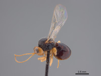 Synergus confertus image