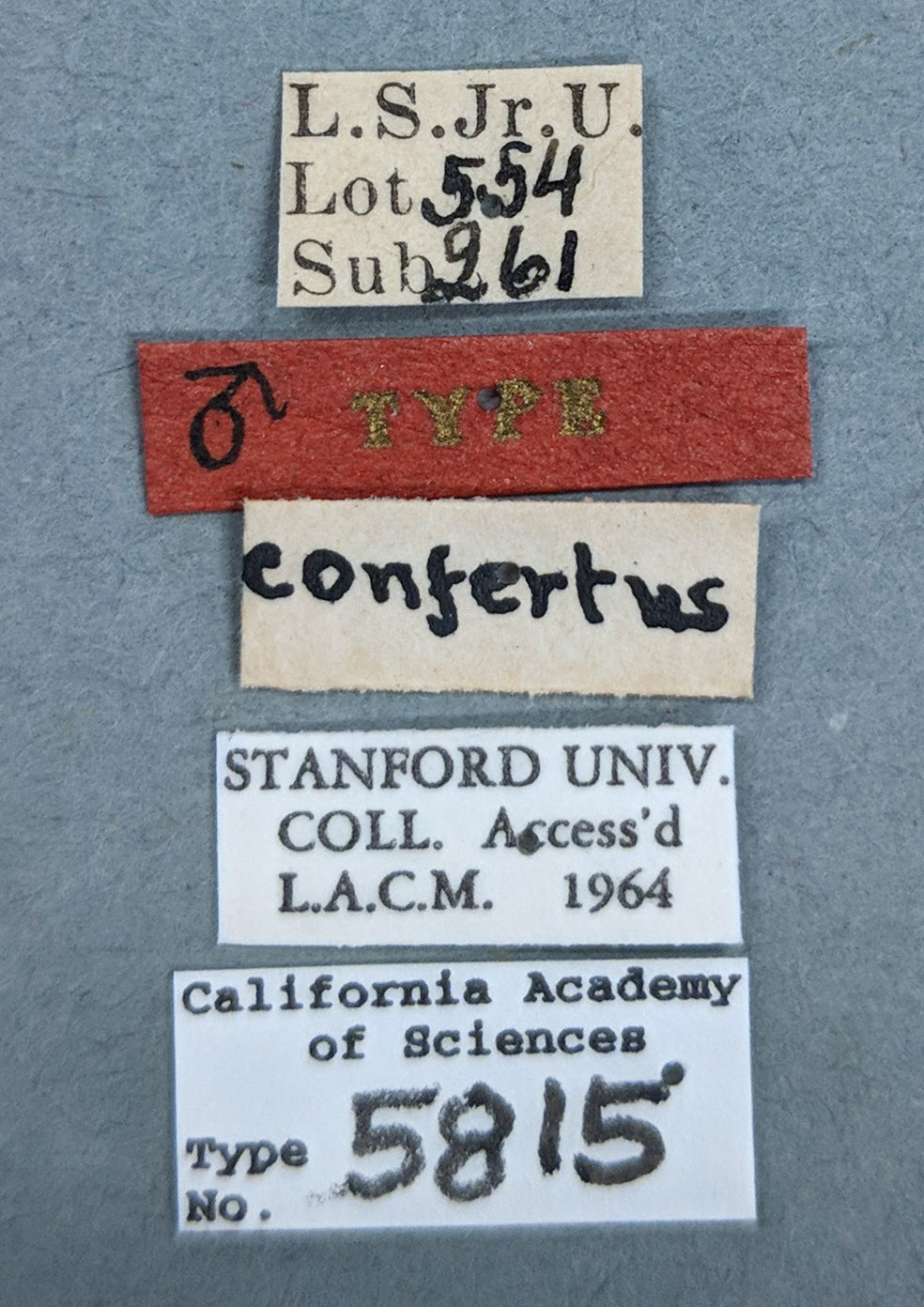 Synergus confertus image