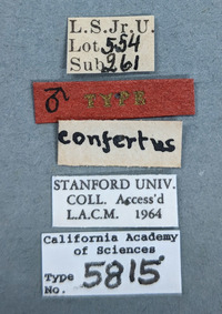 Synergus confertus image