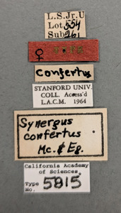 Synergus confertus image