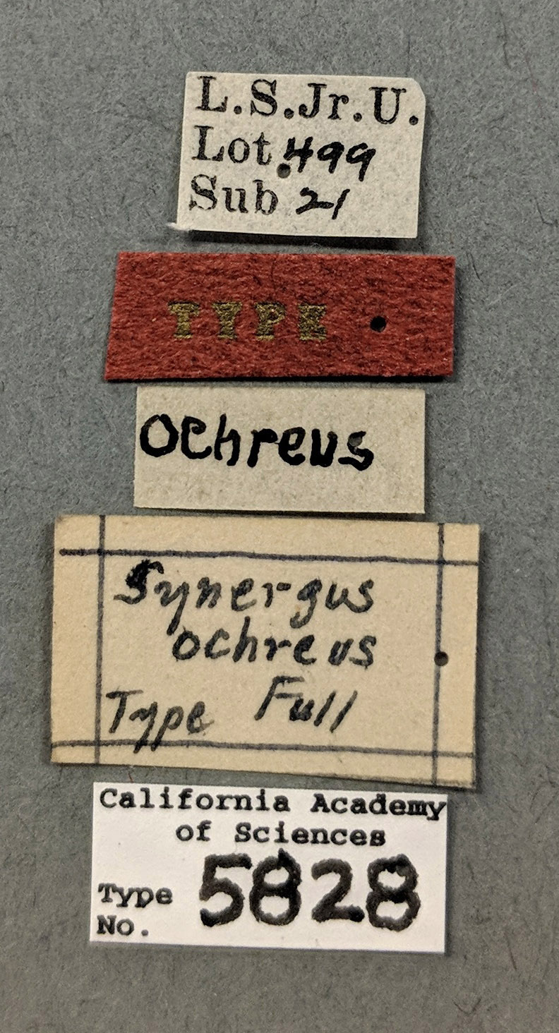 Synergus ochreus image