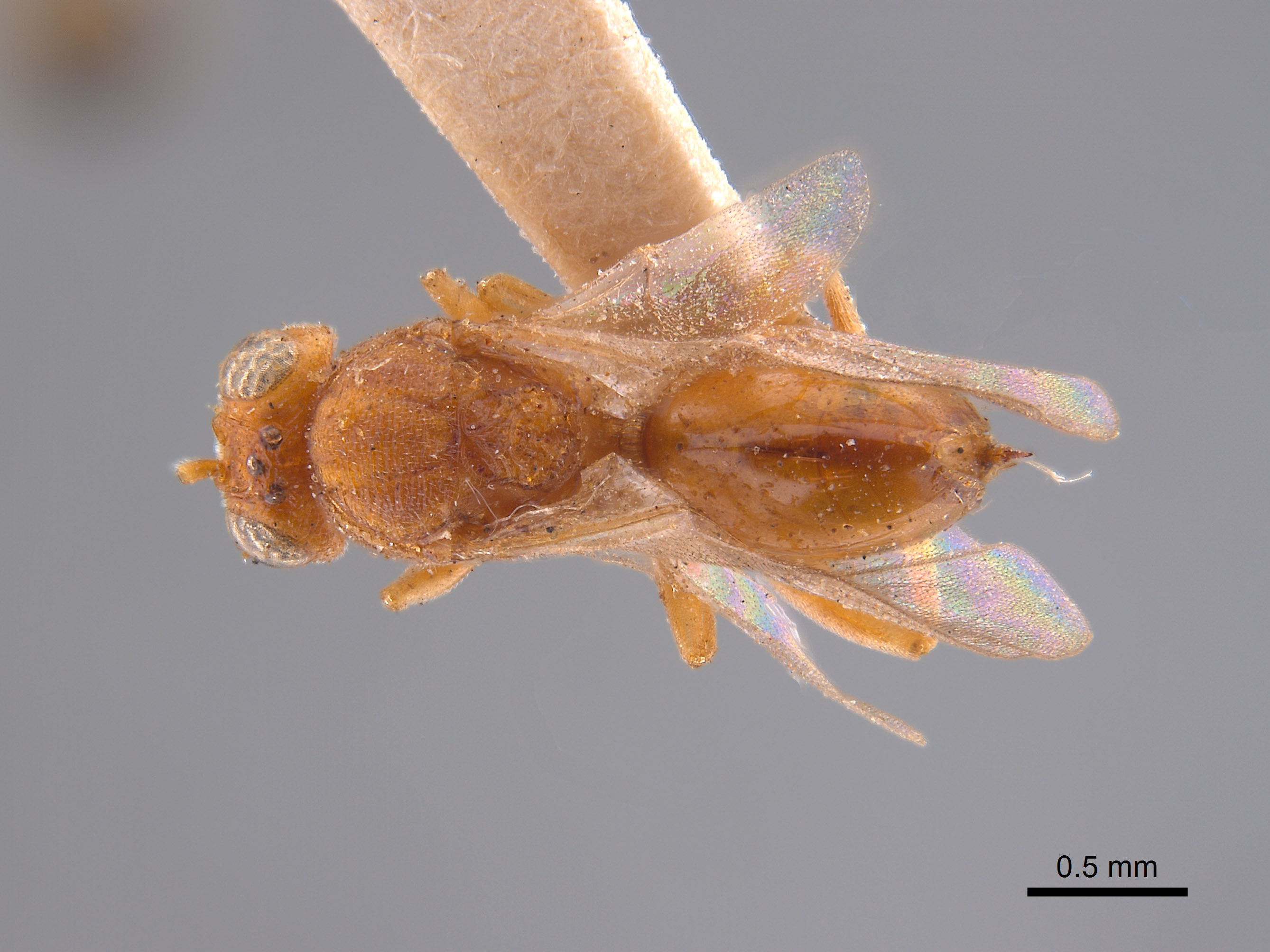Synergus ochreus image