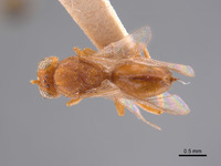 Synergus ochreus image