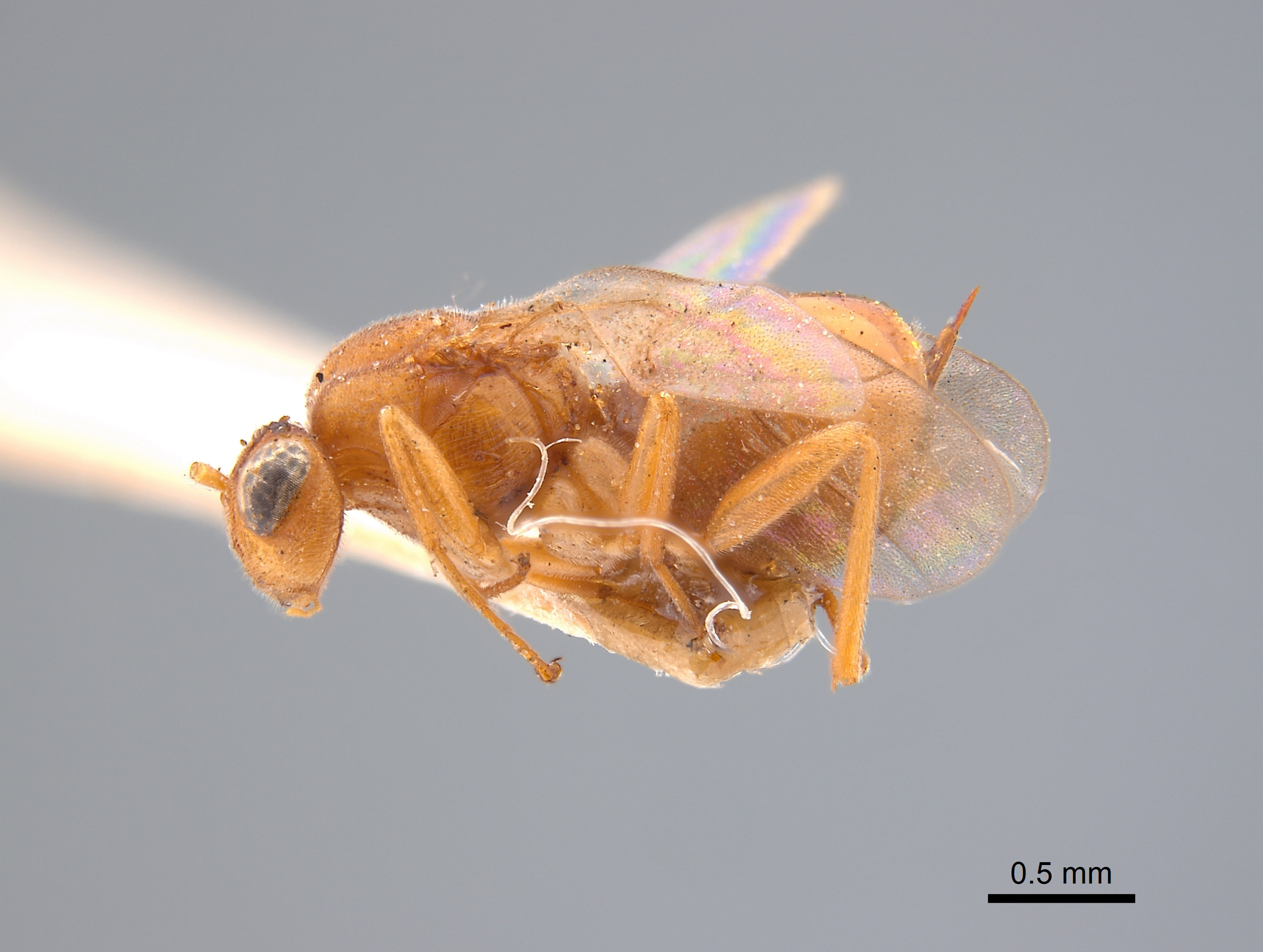 Synergus ochreus image
