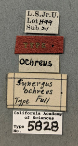 Synergus ochreus image