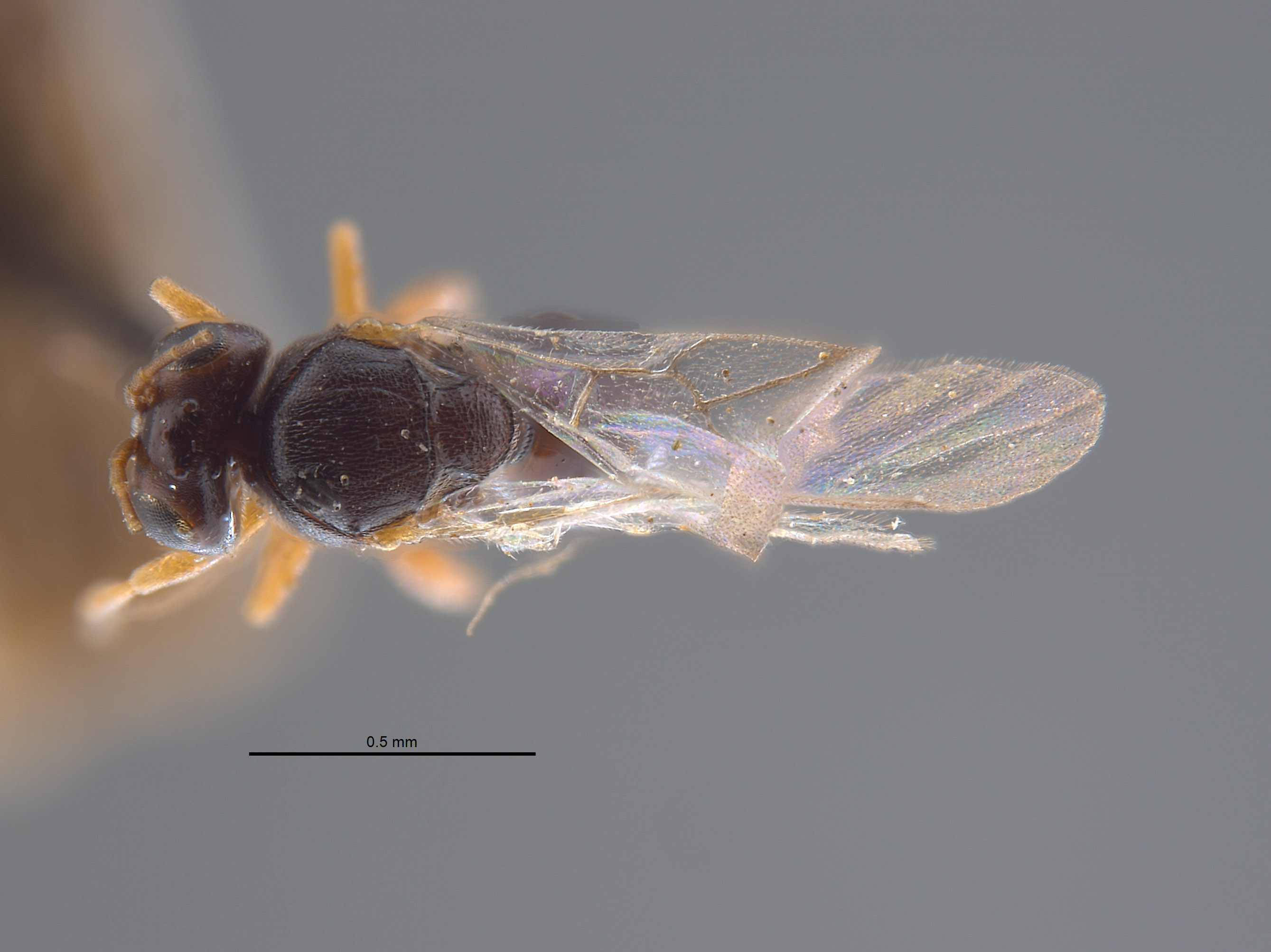 Synergus niger image