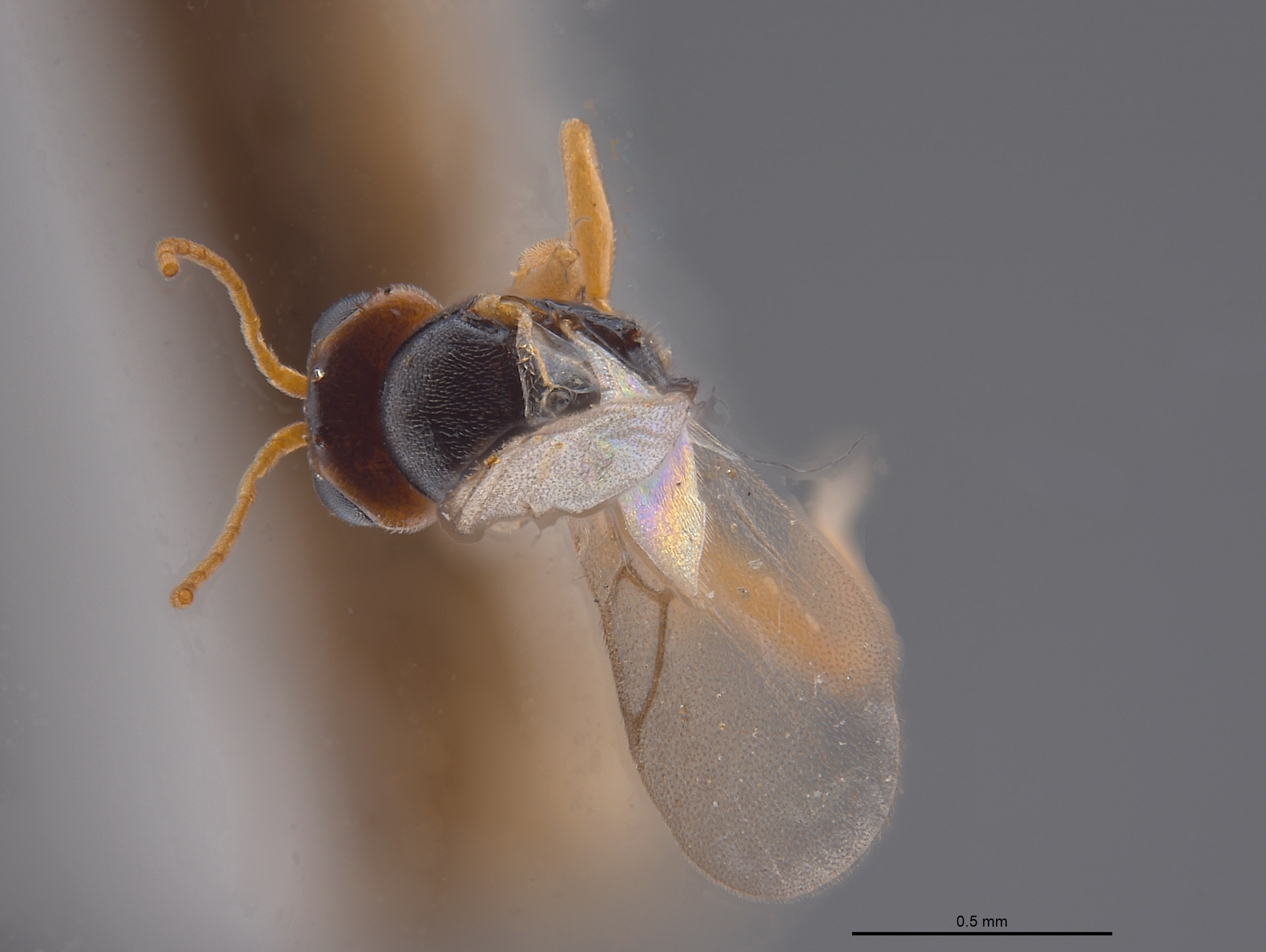 Synergus niger image