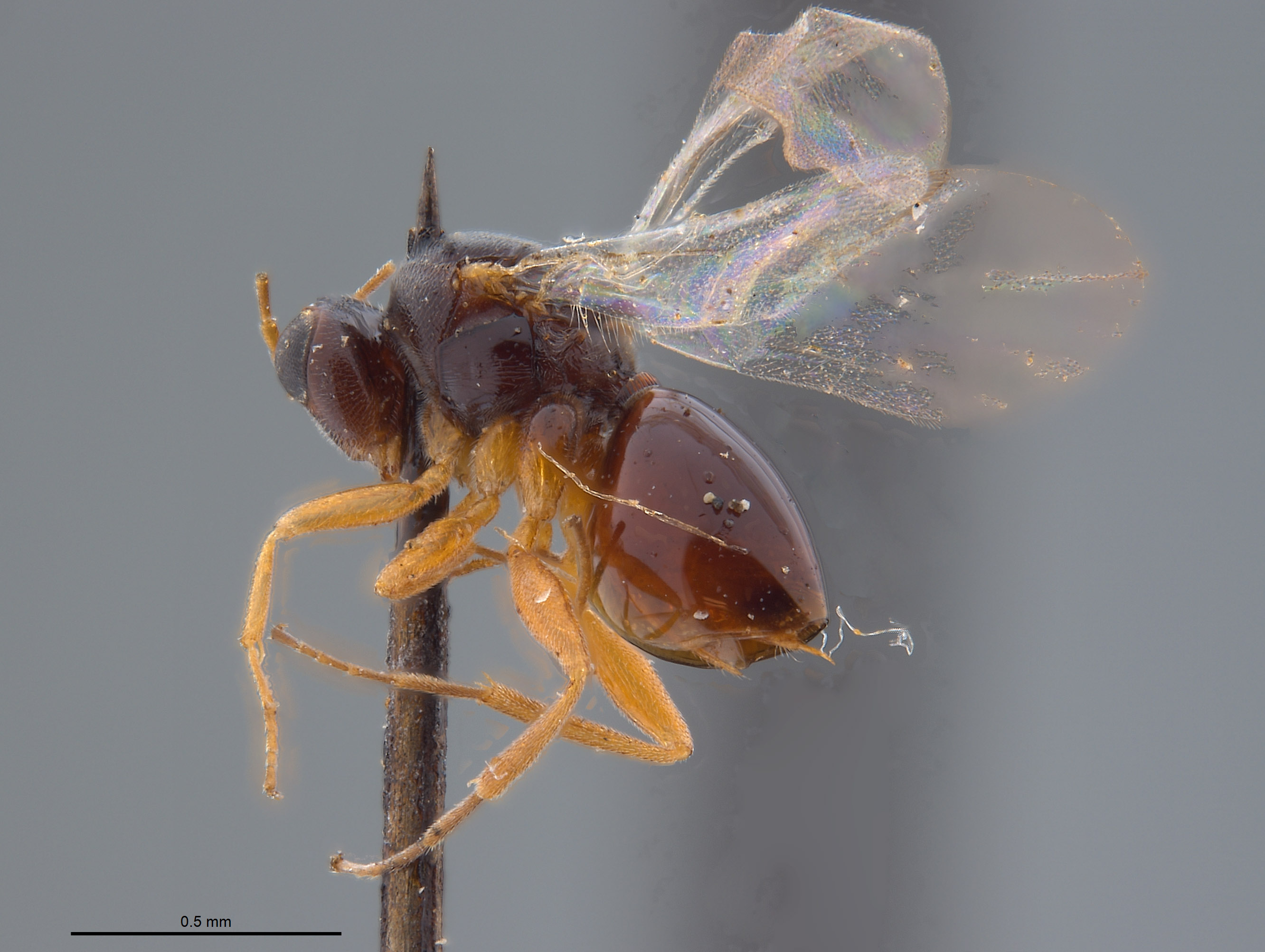 Synergus niger image