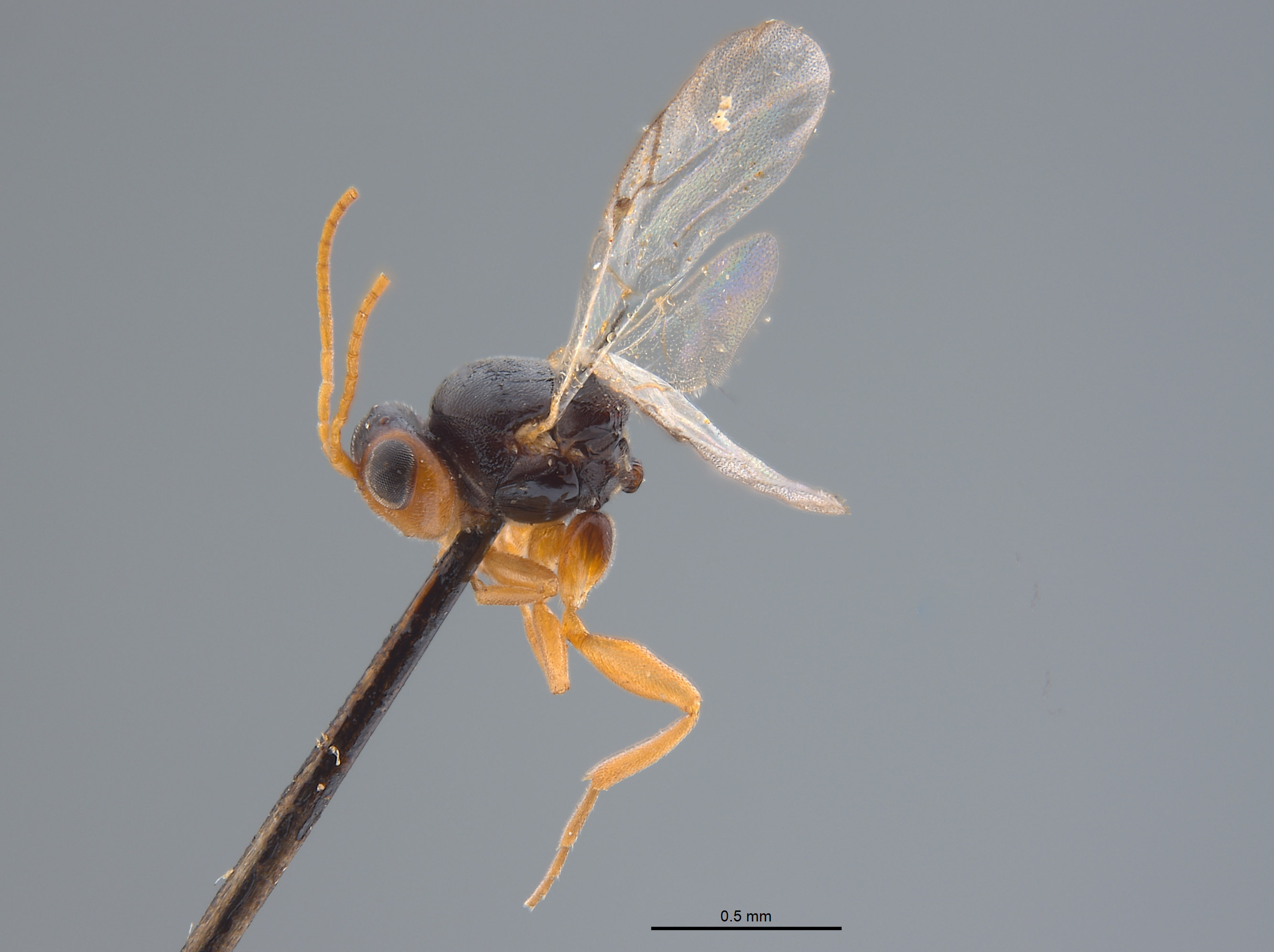 Synergus niger image