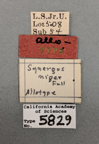 Synergus niger image