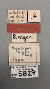 Synergus niger image