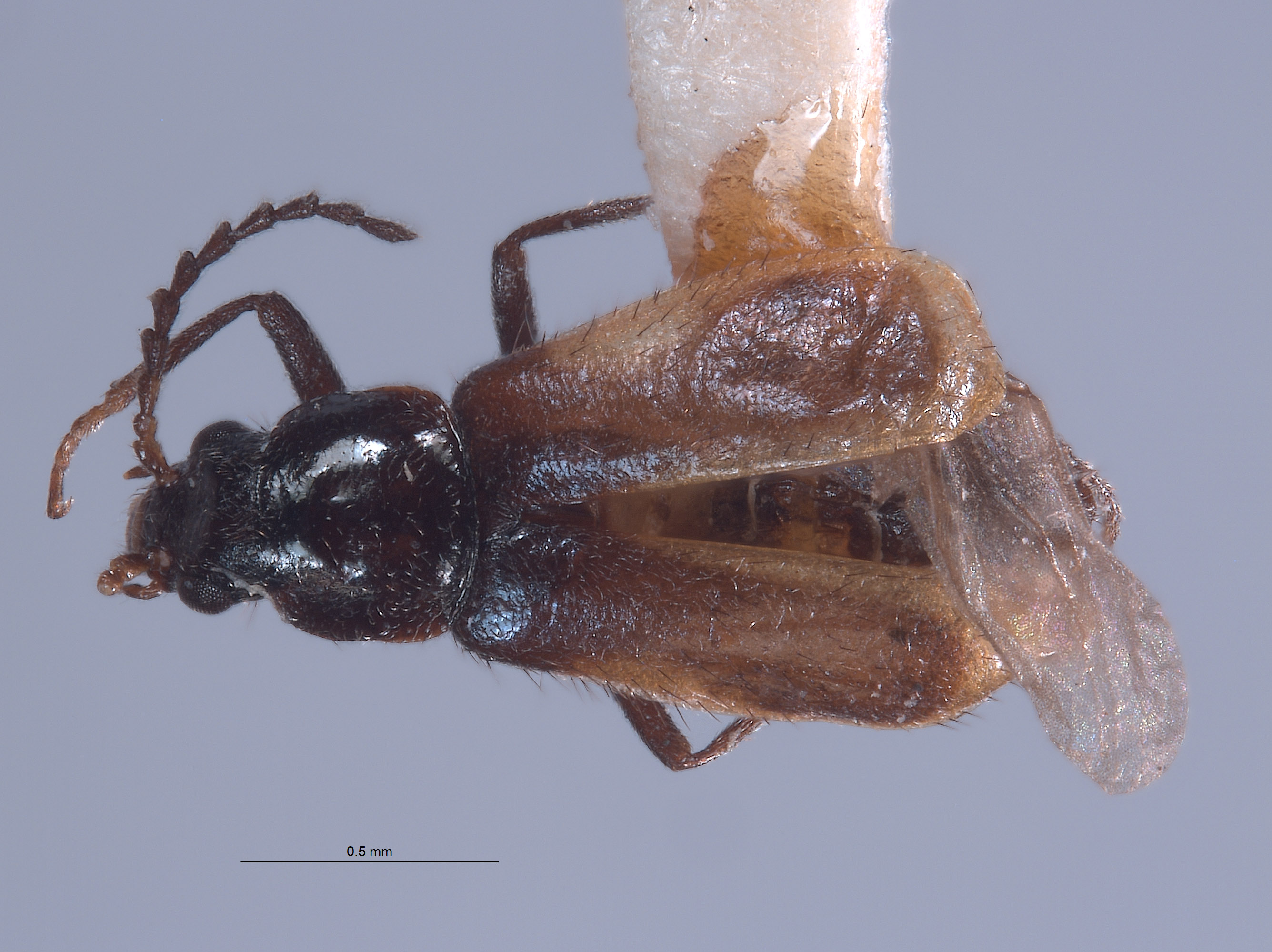 Attalus blaisdelli image