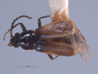 Attalus blaisdelli image