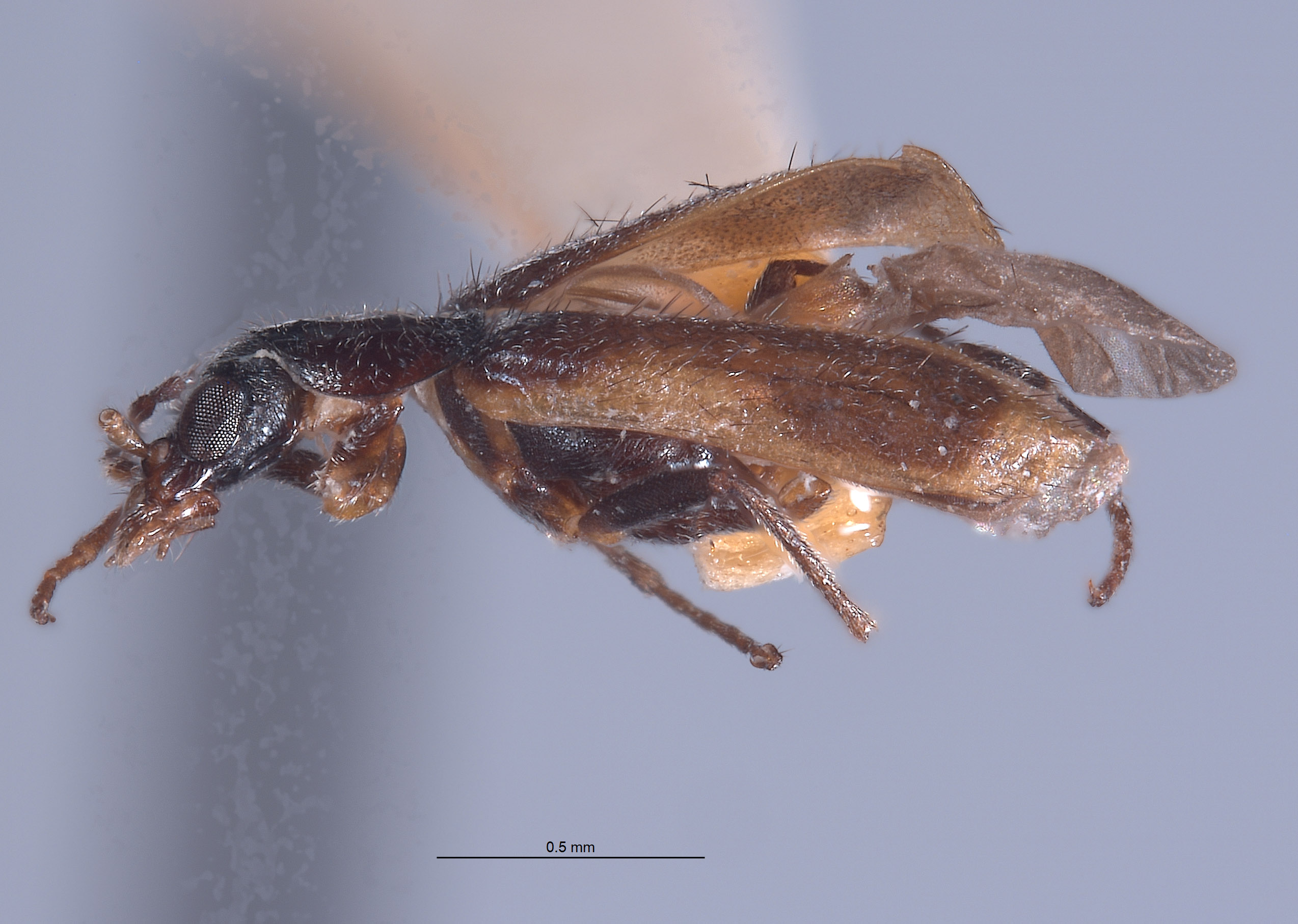 Attalus blaisdelli image