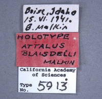 Attalus blaisdelli image