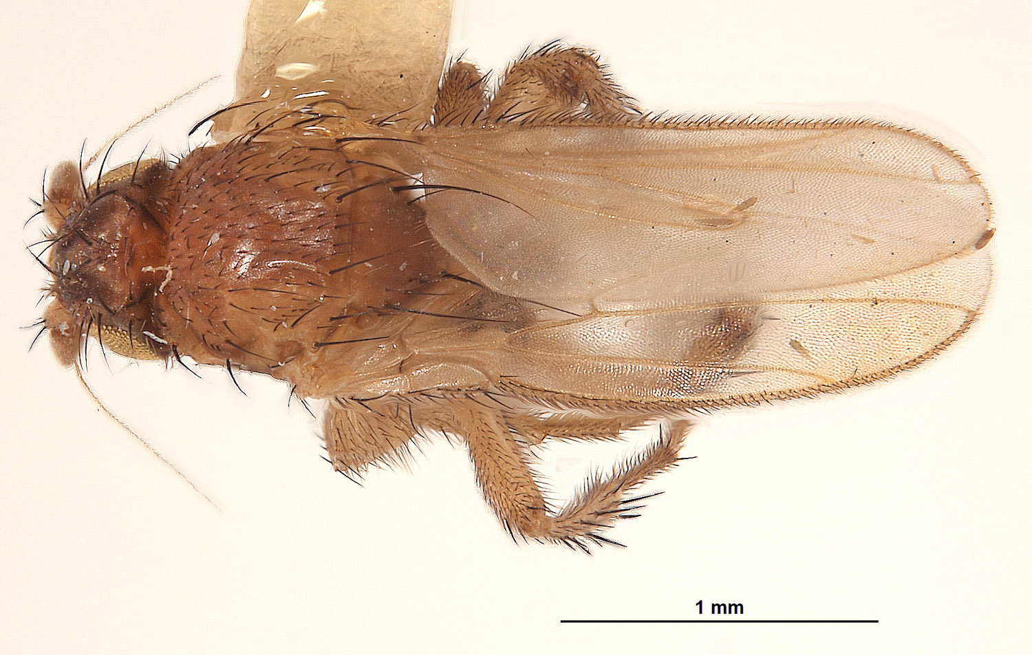 Sphaeroceridae image