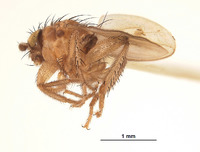 Ceroptera venozolana image