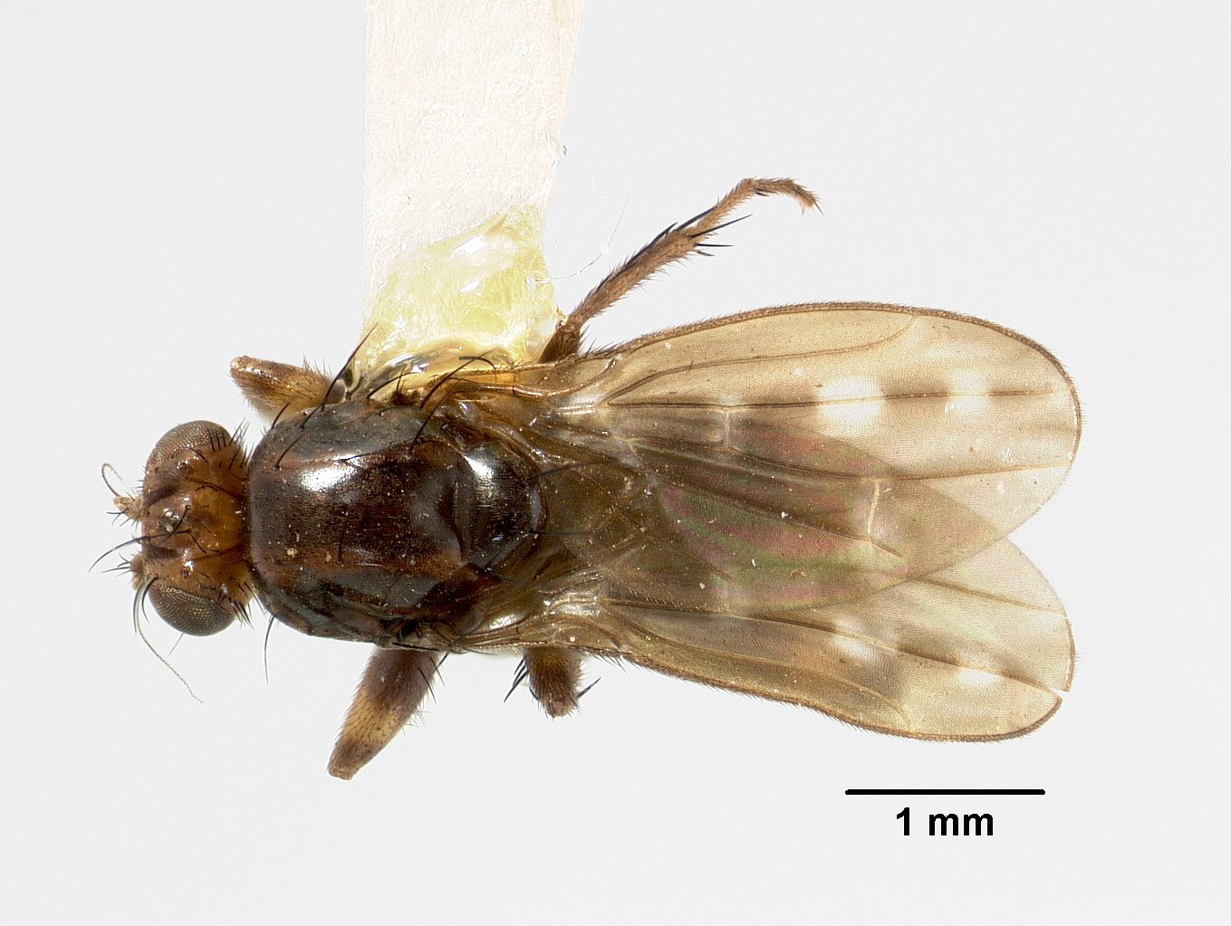 Sphaeroceridae image