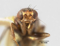 Archiborborus annulatus image