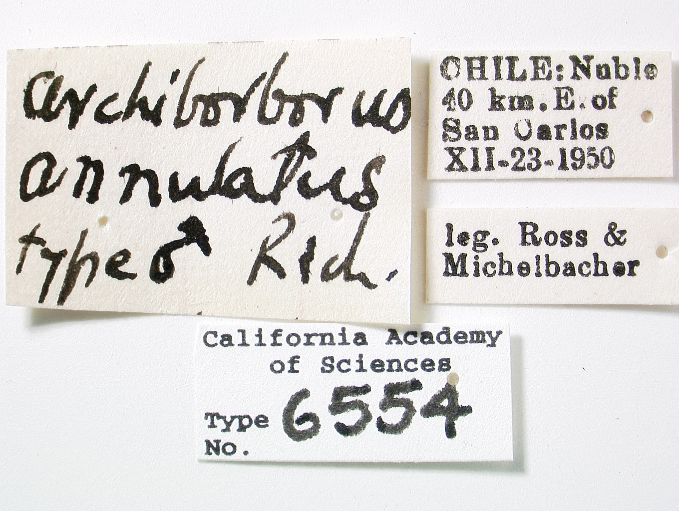 Archiborborus annulatus image