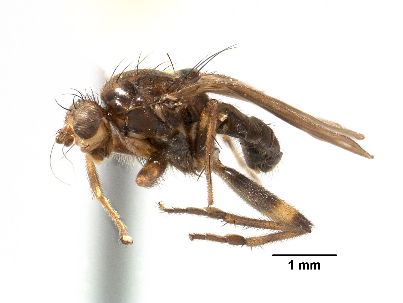 Archiborborus annulatus image