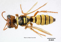 Image of Eucerceris ruficeps