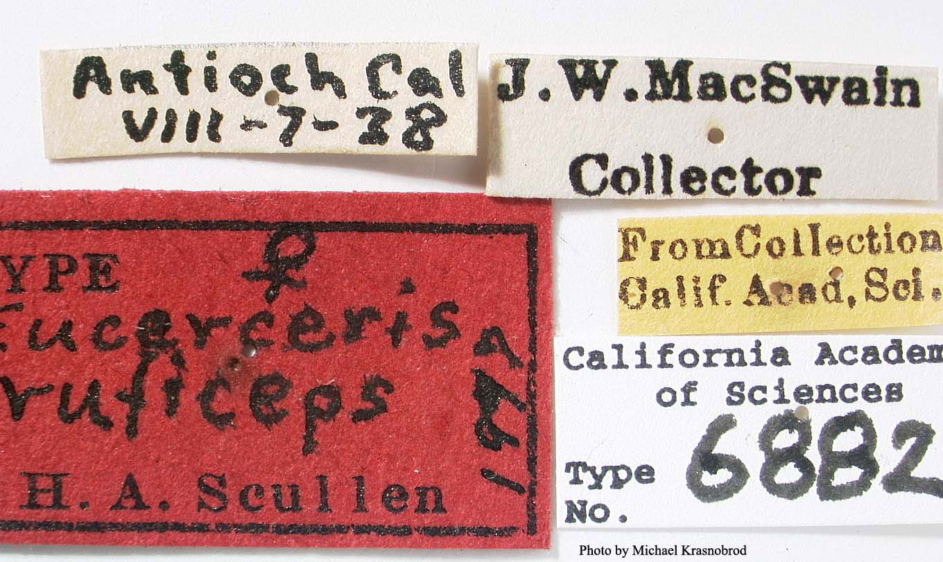 Eucerceris ruficeps image