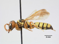 Eucerceris ruficeps image