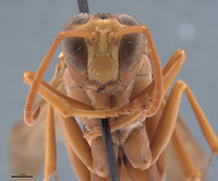 Polistes rossi image