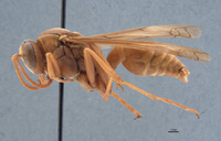 Polistes rossi image