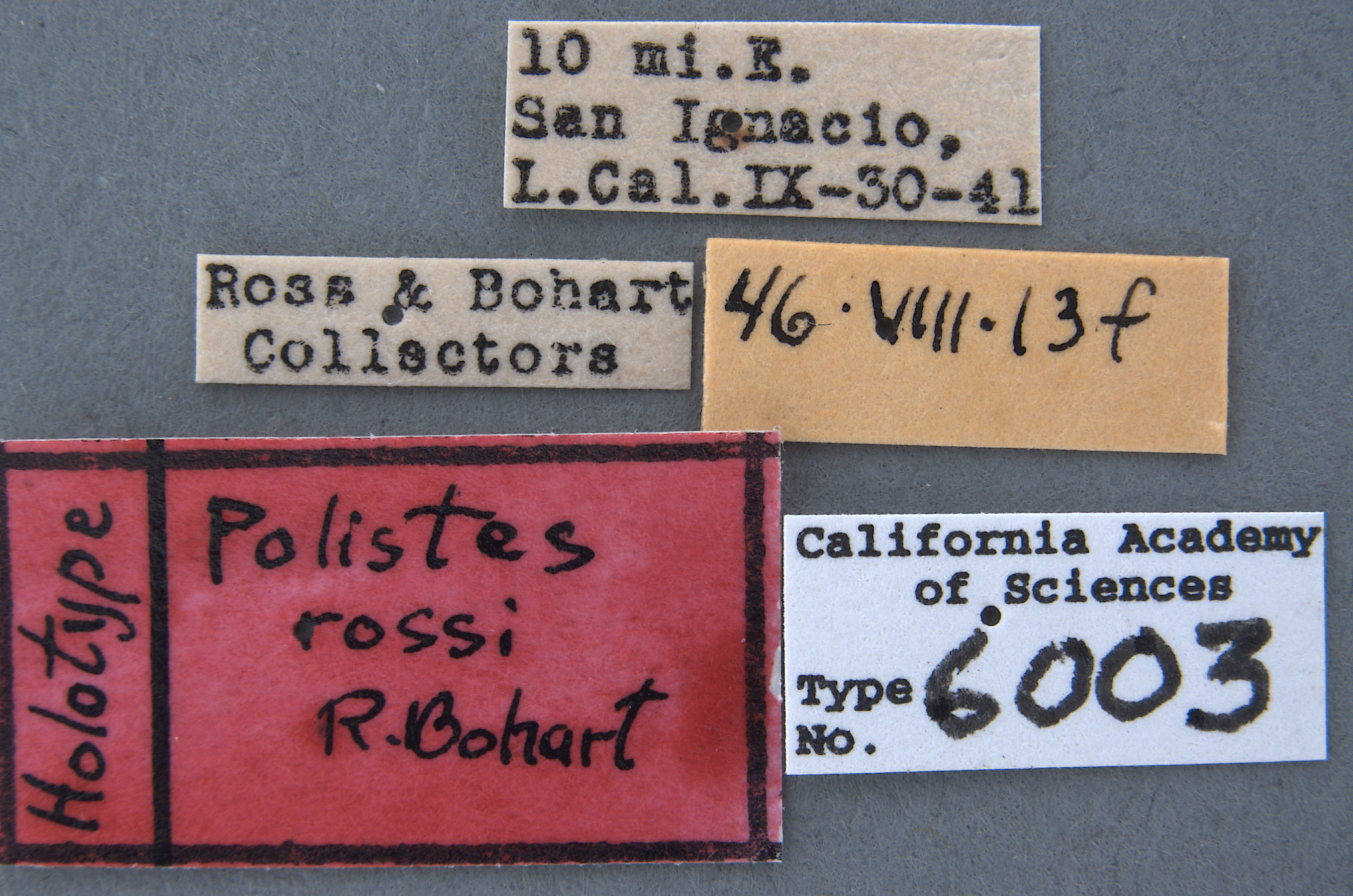 Polistes rossi image