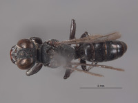 Solierella boharti image