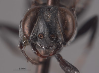 Solierella boharti image