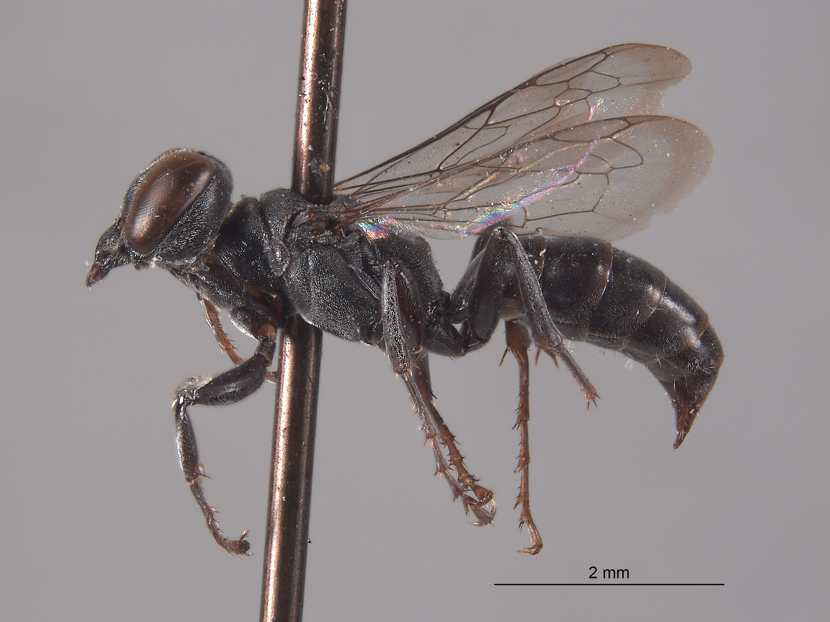 Crabronidae image