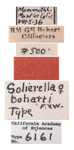 Solierella boharti image