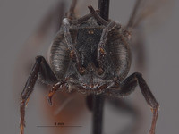 Solierella lasseni image