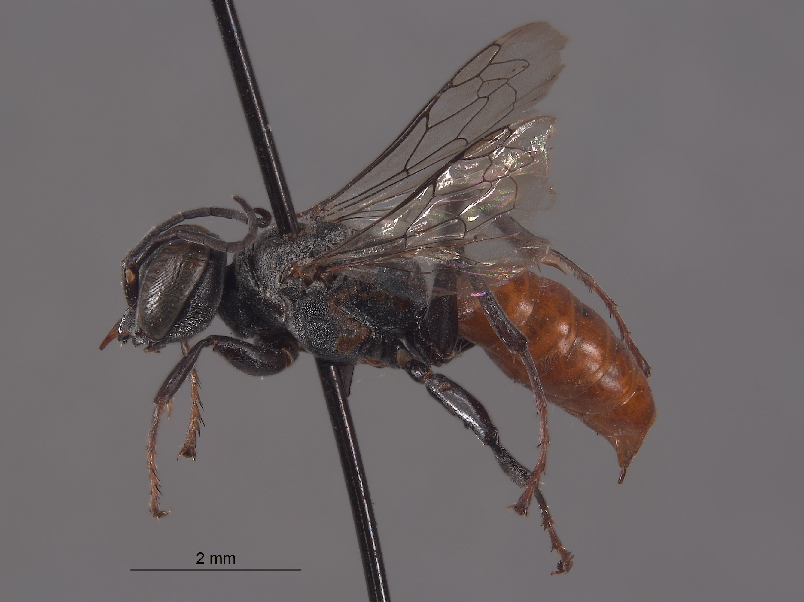 Solierella lasseni image